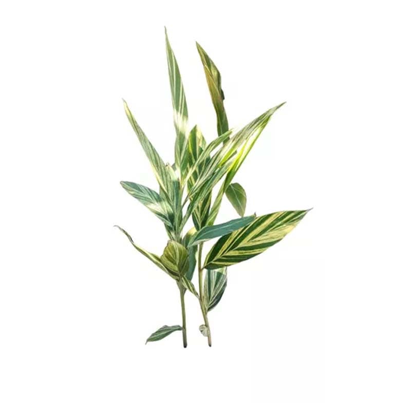 IMP  PLANTA ARTIFICIAL ALPINIA 90CM - 1